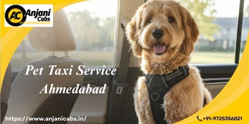 Pet Taxi Service Ahmedabad