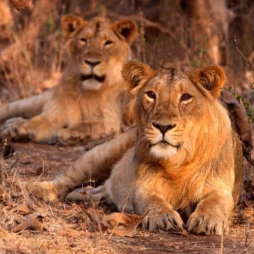 Gir National Park
